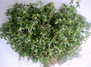 Cây thuốc quanh ta: Cách chữa bệnh sỏi thận bằng rau sam cực công hiệu